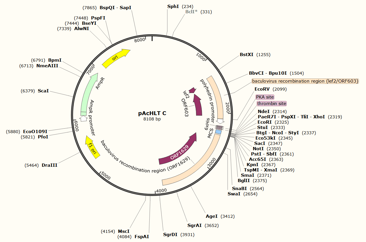 pAcHLT C载体图谱